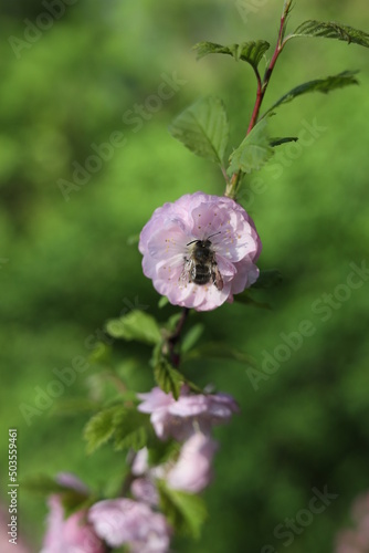 bee on a pink flower