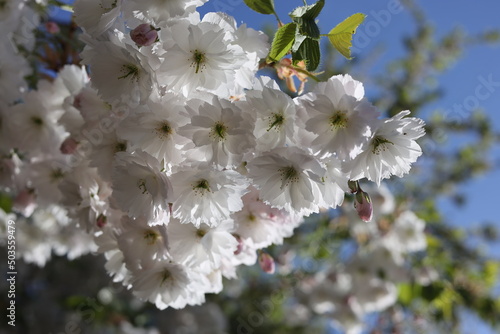white flowers of a cherry