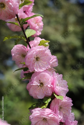 pink blossoms
