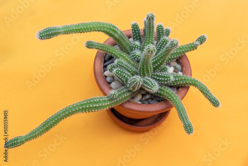 Cactus chamaecereus silvestrii in flavum background. Spatium text. Electionem selectivam focus. Picture articulos de hobbies, plantis. photo