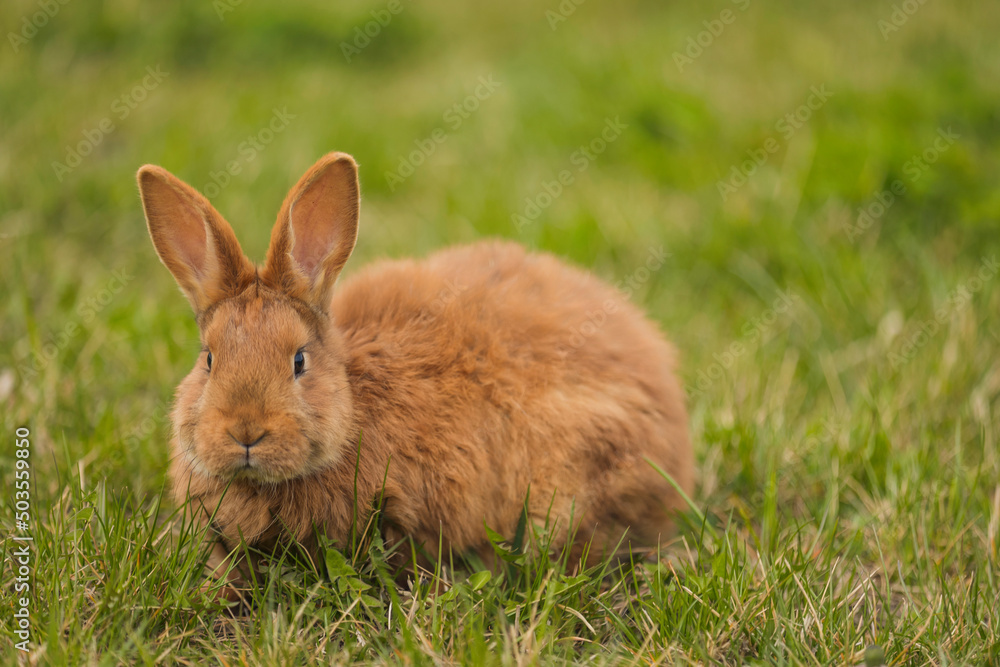 orange rabbit on the lawn grazes the grass