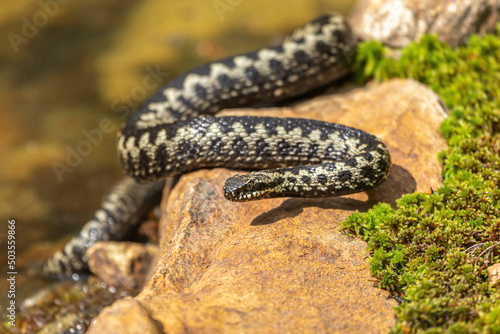 Bild auf Leinwand Portrait of a male european crossed viper in early spring,  vipera berus