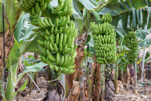 Plantación de plátanos en una finca en el norte de la isla de Tenerife, Canarias