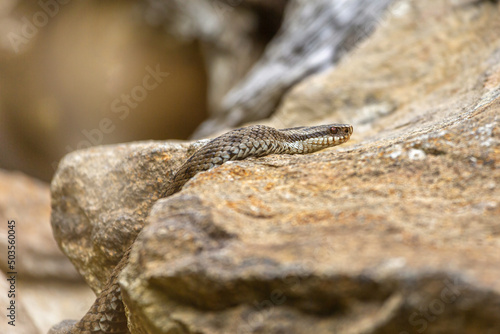  Portrait of a female european crossed viper in early spring, vipera berus