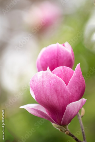 pink magnolia bud