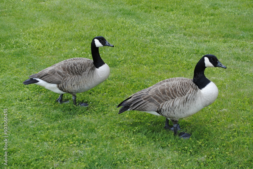 Canada geese grazing on freshly cut grass close up macro Canada geese grazing on freshly cut grass close up macro