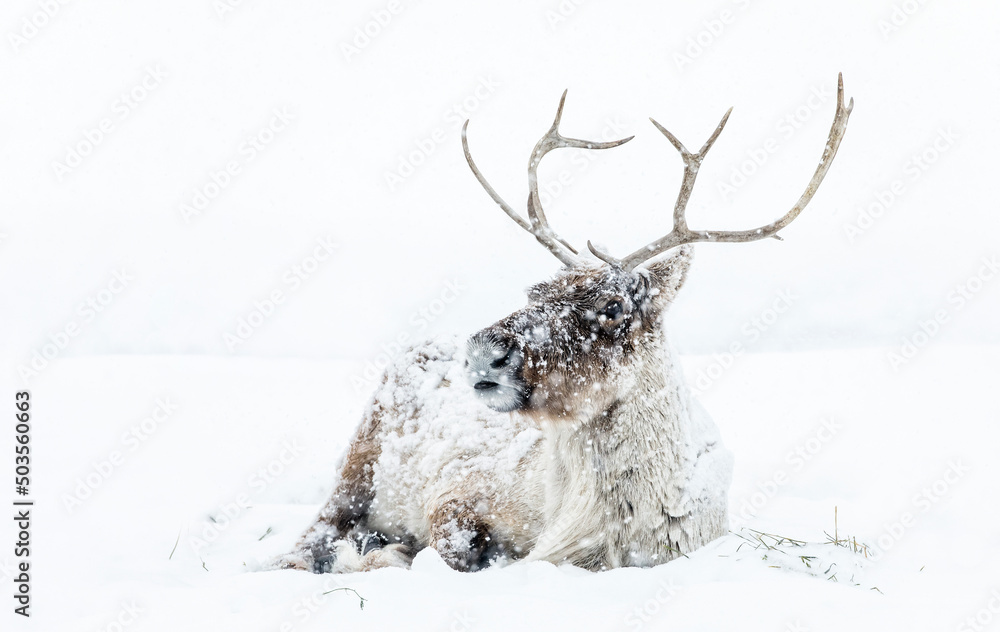 Boreal Woodland Caribou also known as Reindeer in a snowstorm, Manitoba, Canada. Boreal Woodland Caribou also known as Reindeer in a snowstorm, Manitoba, Canada.