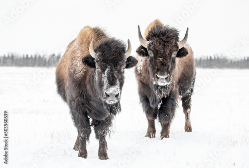 Plains Bison, (Bison bison bison) or American Buffalo, in winter, Riding Mountain National Park, Manitoba, Canada.