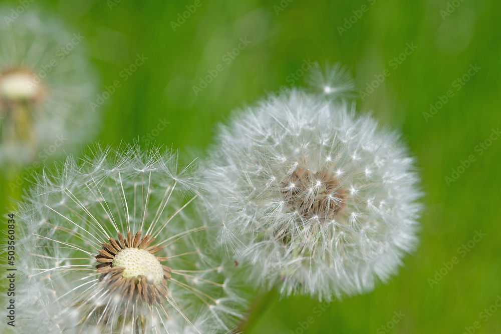 Fototapeta premium Verblühter Löwenzahn, Taraxacum officinale, Pusteblumen