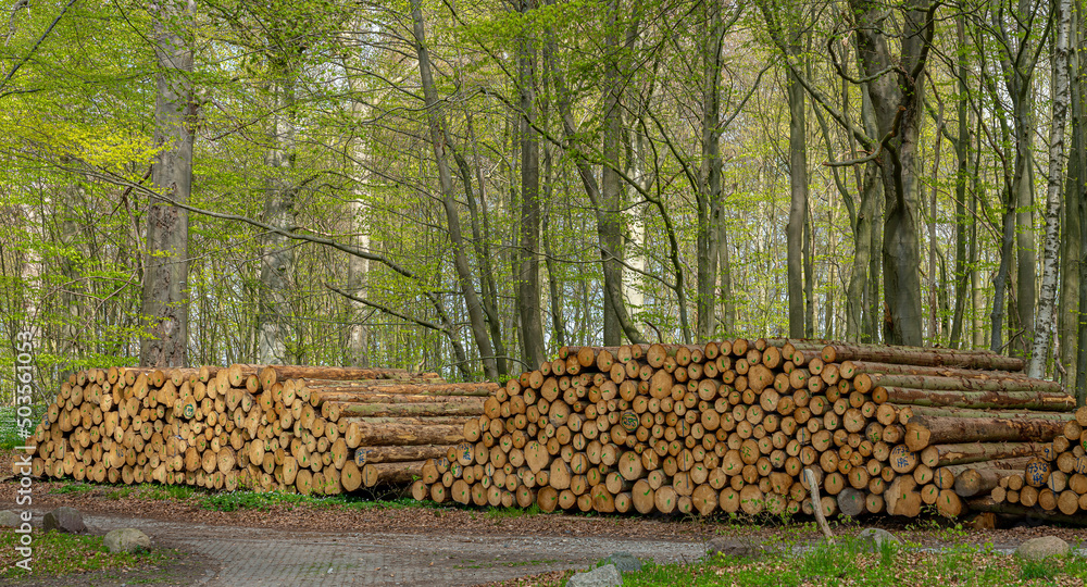 Holzstapel am Wegrand im Wald, Insel Rügen