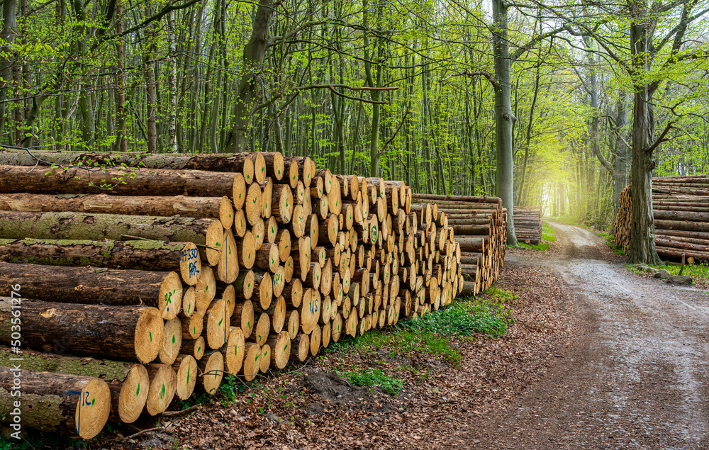 Holzstapel am Wegrand im Wald, Insel Rügen