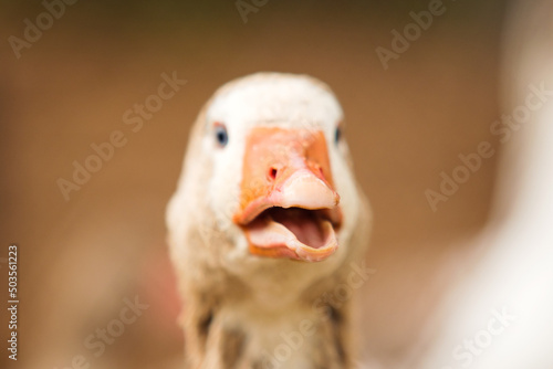Close-up portrait of a duck © Happy monkey