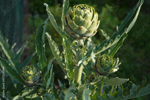 green artichoke plants with ripe flower heads ready to new harvest photo