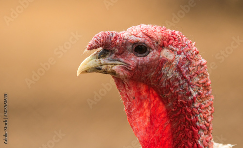 Close-up portrait of a turkey