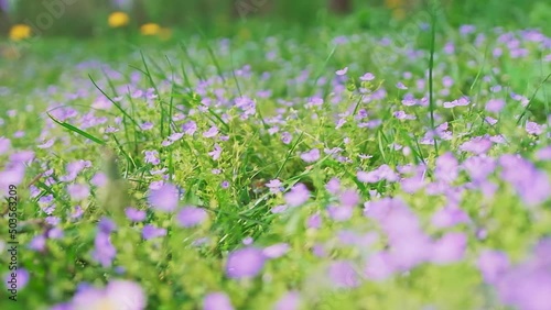 Spring alpine meadow with colorful wildflowers. 