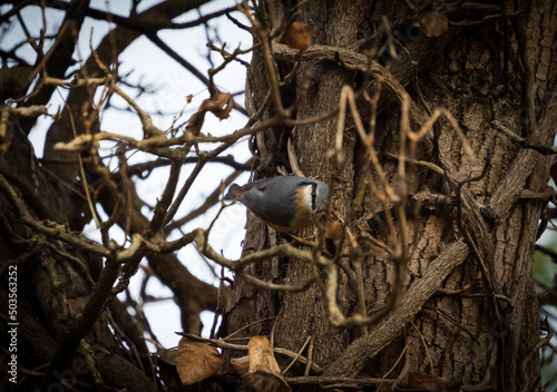 Closeup of a tiny gray bird standing on dried-up tree branches on a bright summer d