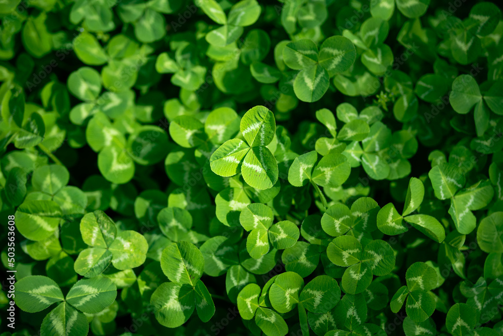 clover, happy clover, meadow clover, plant, three-lobed, green, pea family, happiness, texture,
clover, happy clover, meadow clover, plant, three-lobed, green, pea family, happiness, texture,
