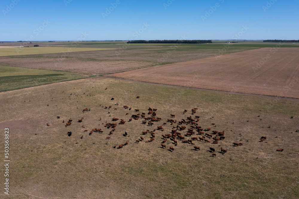 Aerial view of a troop of steers for export, cattle raised with natural pastures in the Argentine countryside.