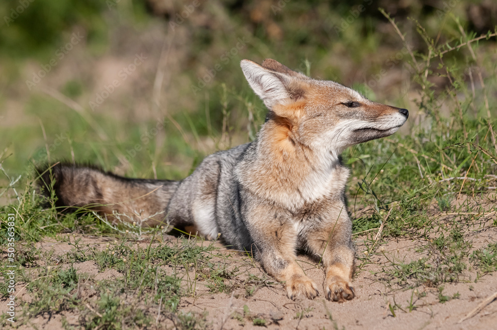 Pampas Grey fox yawning ,in Pampas grass environment, La Pampa province, Patagonia, Argentina. Pampas Grey fox yawning ,in Pampas grass environment, La Pampa province, Patagonia, Argentina.