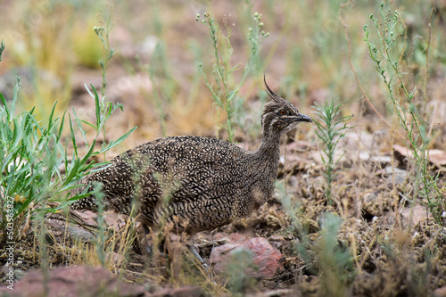  Elegant crested tinamou, Eudromia elegans, Pampas grassland environment, La Pampa province, Patagonia, Argentina. photo