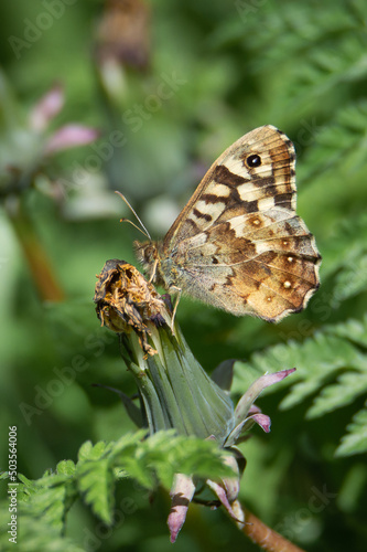 Speckled Wood butterfly on an unopened dandelion © Estuary Pig