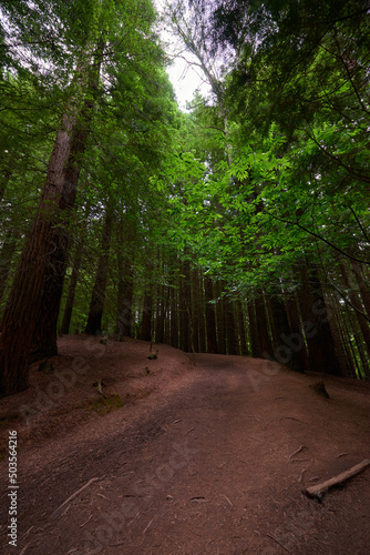 A red dirt road leading into the dense forest