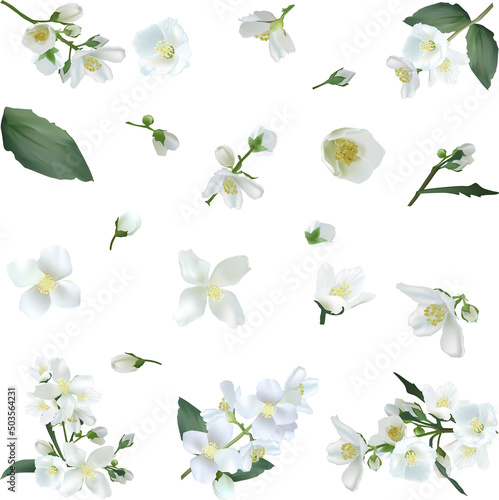 jasmine flowers isolated on white background