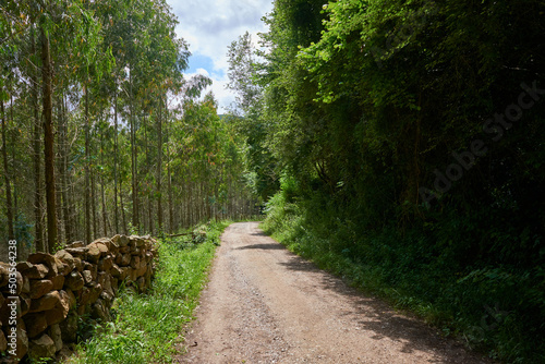 A rustic road surrounded by dense vegetation