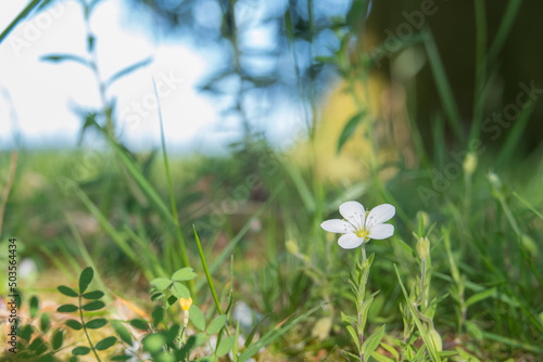 mountain sandwort flower in spring outdoors arenaria montana
