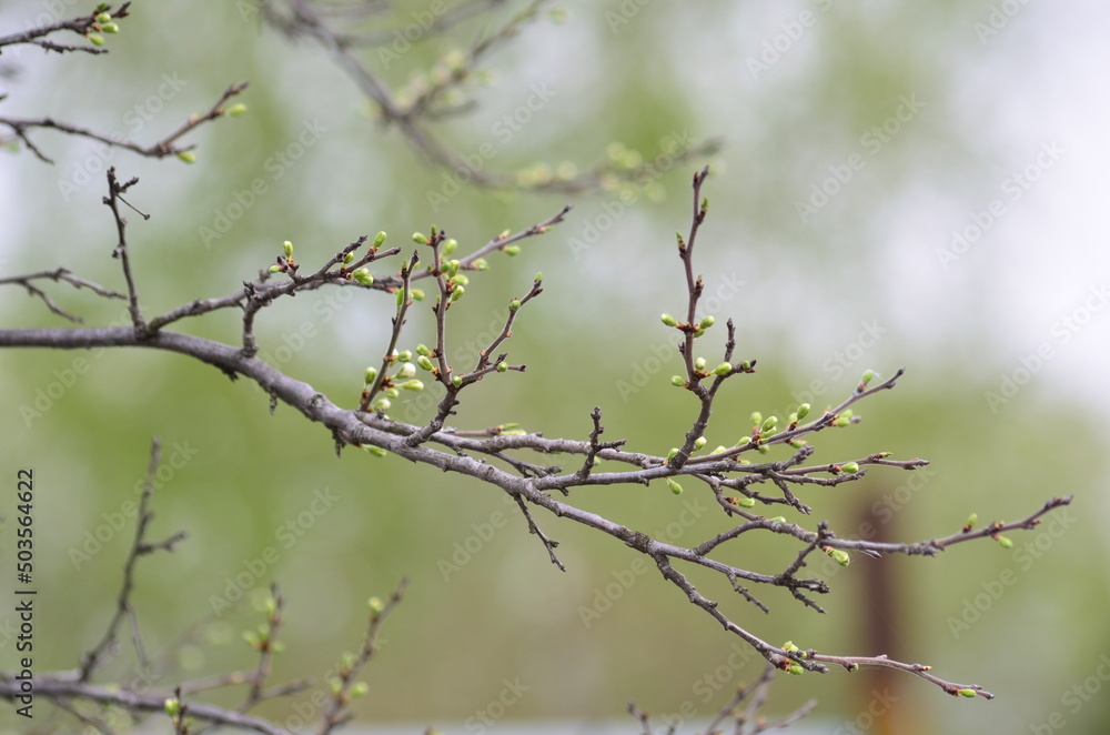 branch of a tree