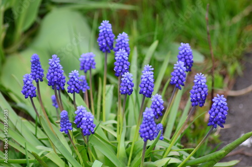 purple crocus flowers