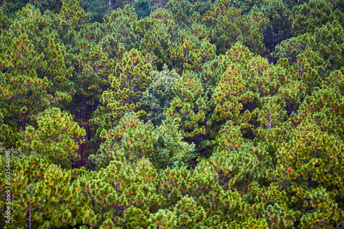 woods with green pines in the forest of coniferous, texture for background in mexiquillo Durango 