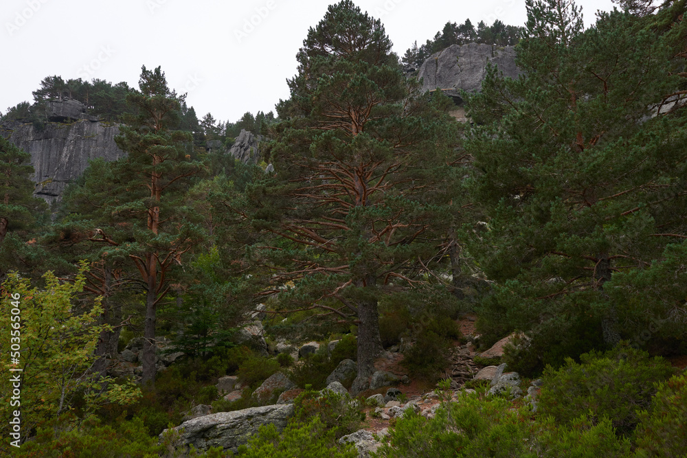 Fototapeta premium A large pine forest in autumn under a cloudy sky