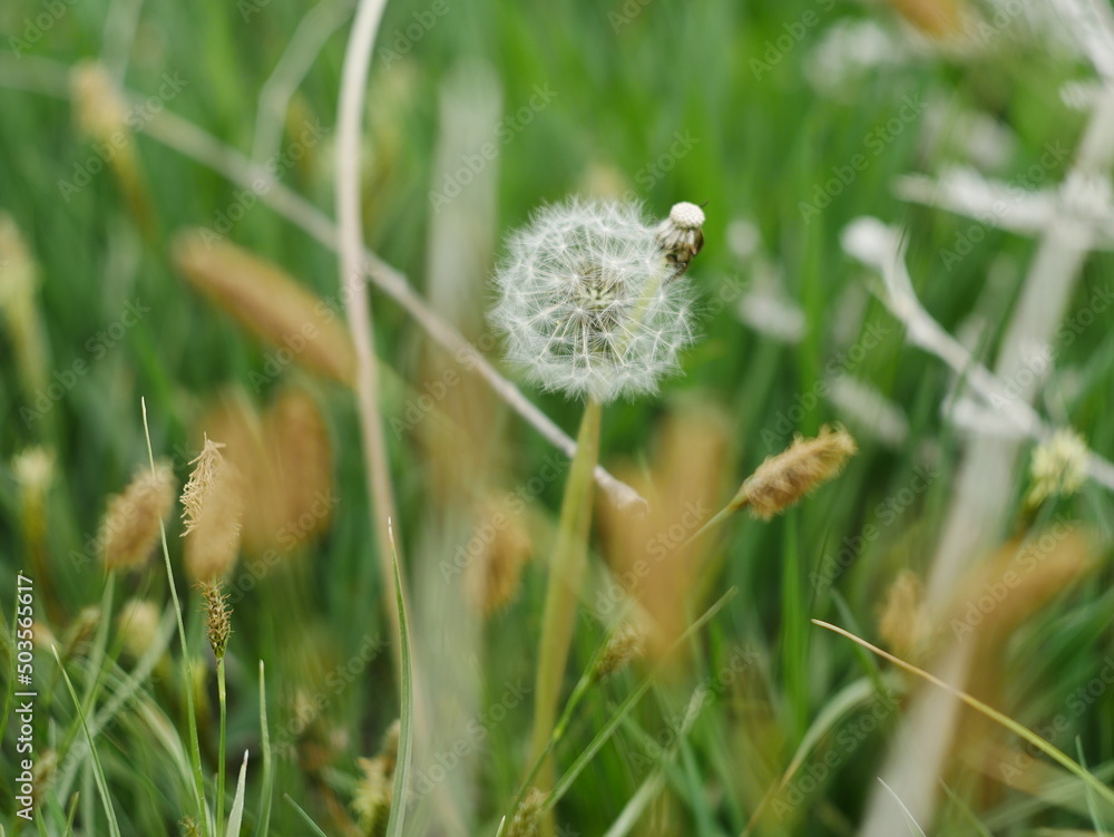 dandelion in the grass dandelion in the grass