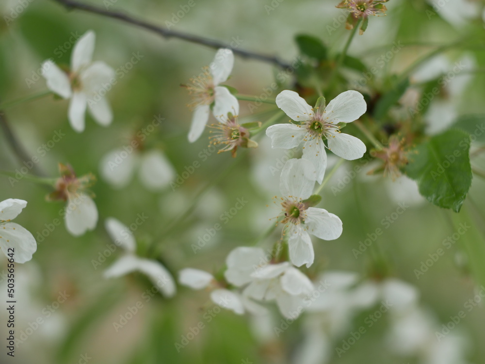 tree blossom tree blossom