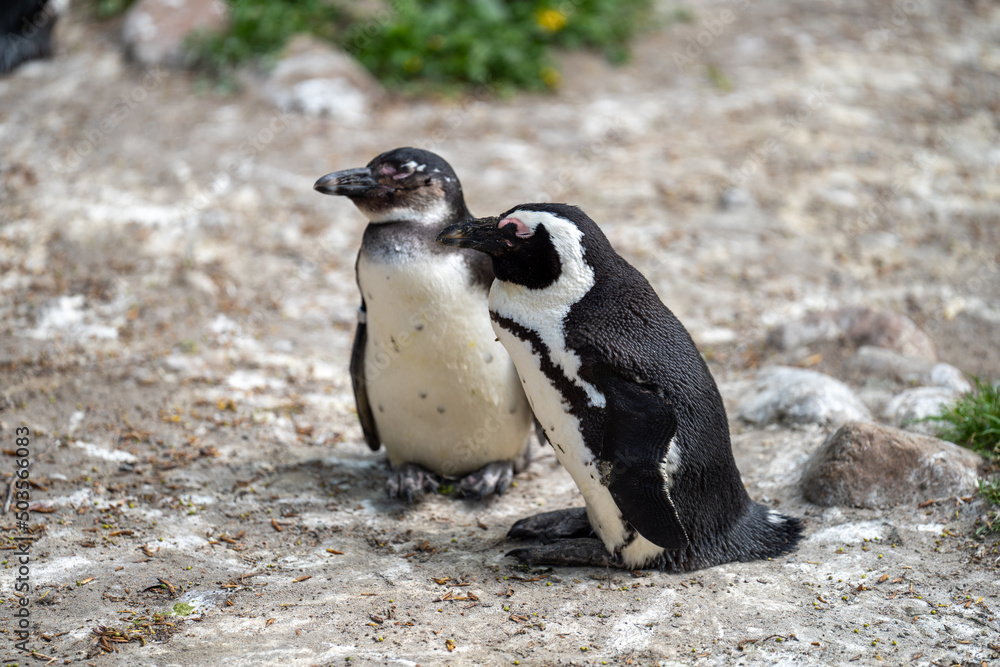 Fototapeta premium zbliżenie, mały czarno biały pingwin, wybieg w zoo