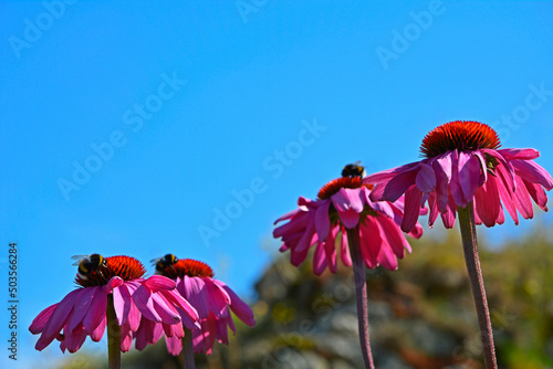 Różowe kwiaty jeżówki purpurowej, trzmiele na kwiatach jeżówki, Echinacea purpurea, Pink coneflower flowers, bumblebees on coneflower flowers	
