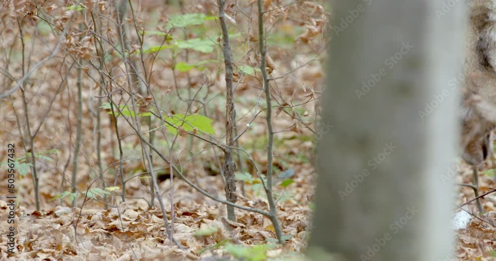 Two gray wolves (Canis Lupus) sniffing in the autumn forest Two gray wolves (Canis Lupus) sniffing in the autumn forest