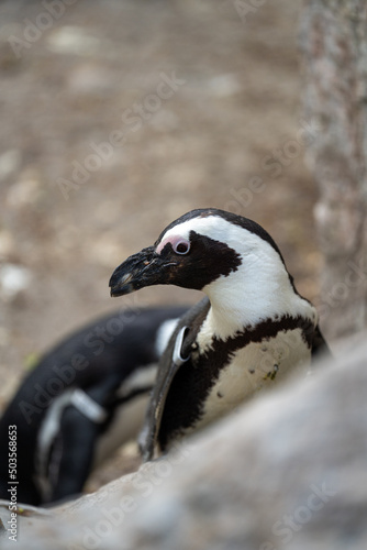 Fototapeta Naklejka Na Ścianę i Meble -  zbliżenie, mały czarno biały pingwin, wybieg w zoo