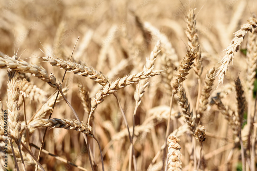 Fototapeta premium Spikelet of grain close up on the field on sky background