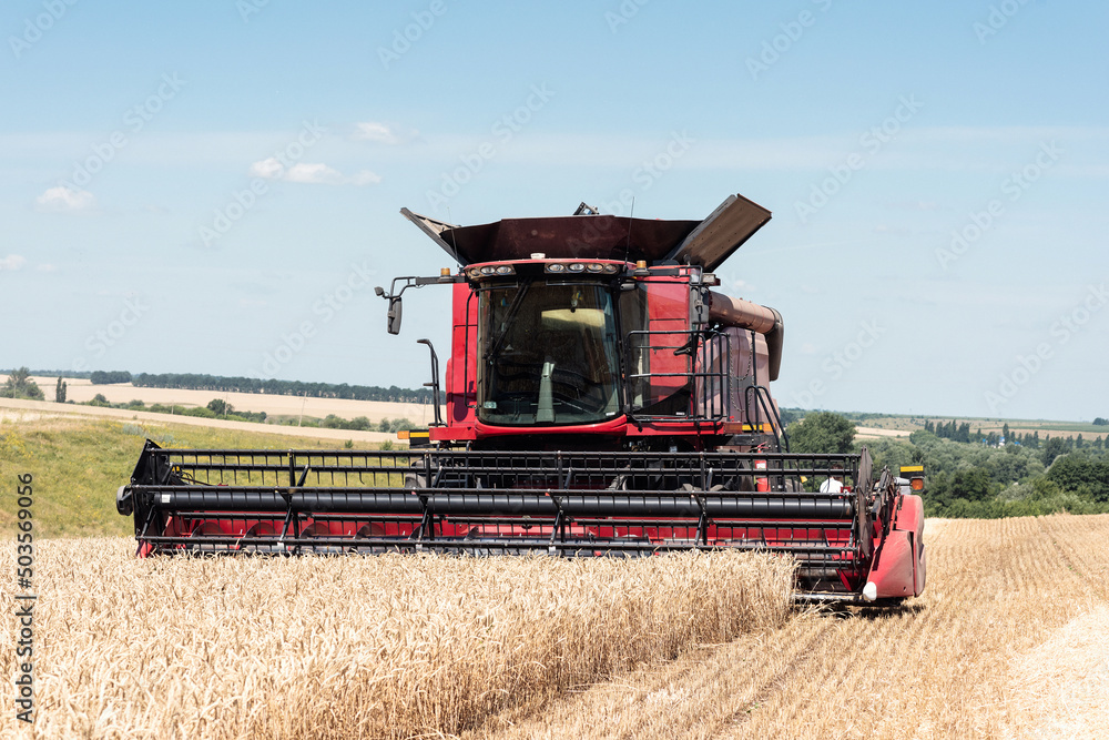 Fototapeta premium The combine harvests ripe wheat in the field. Red combine harvester on the field.