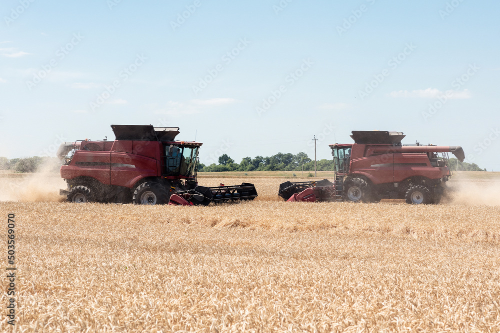 Fototapeta premium Combines harvest grain in the field, fence view. Red harvesters harvest wheat.
