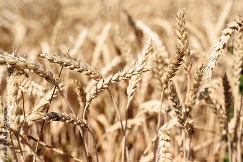 Spikelet of grain close up on the field on sky background