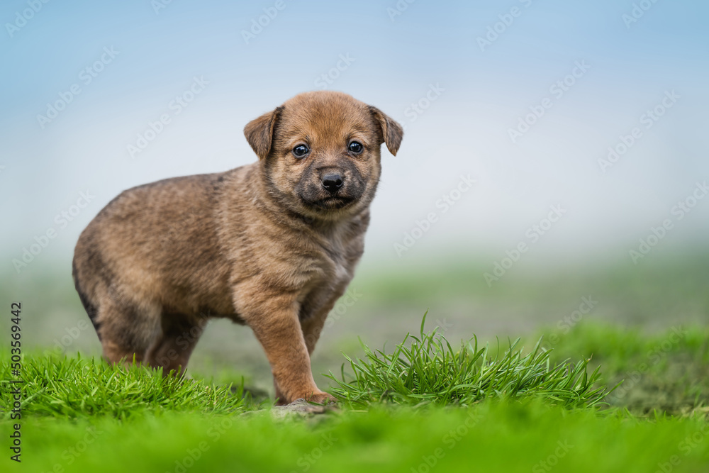 Little puppy on the green grass at the park