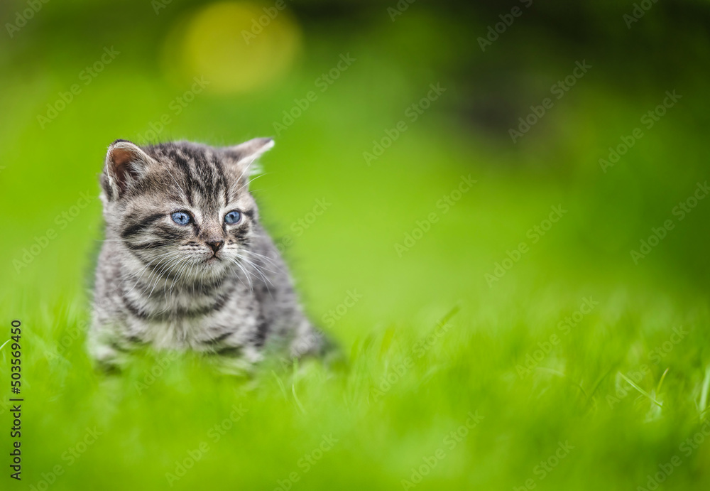 Cute Kitten on green grass background Cute Kitten on green grass background