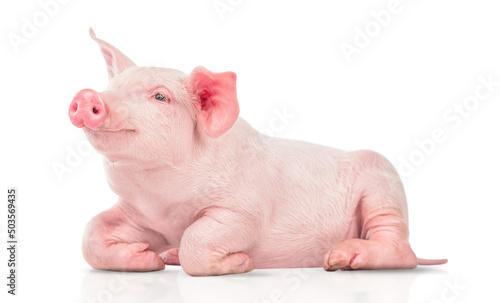 young pig isolated on white background.