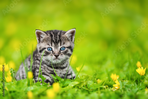 Cute Kitten on green grass and yellow flowers looking at camera.