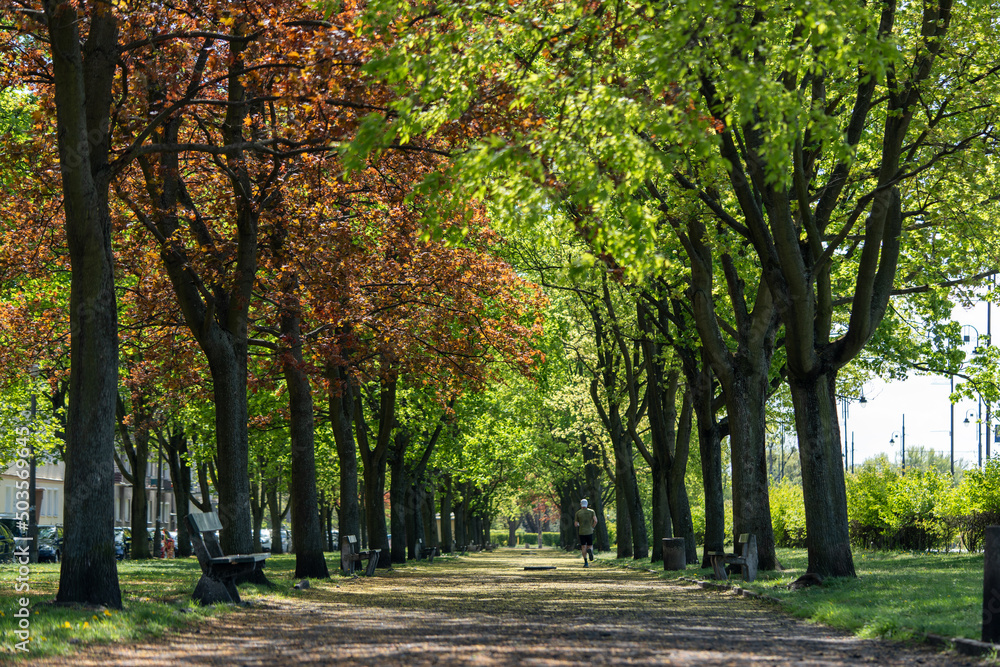 Fototapeta premium Spring Park Avenue is a good place for a morning jog
