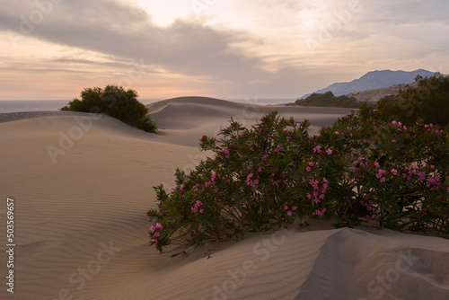 Beautiful small tree of nerium or oleander in Patara Sand Dunes,Turkey