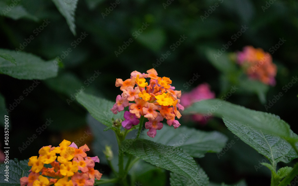 Jardin Rosas Flor Plantas Jardin Rosas Flor Plantas
